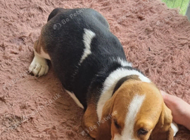 15 week basset girl ready to go