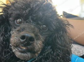 4 year old beautiful happy black toy poodle