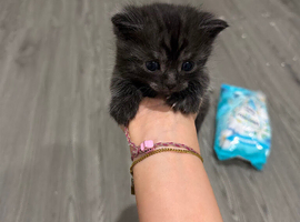 Kittens make and female