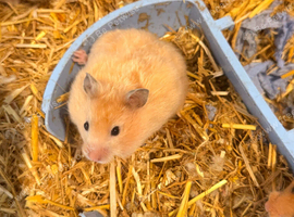 Syrian hamsters ready now