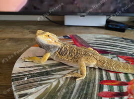 Male bearded dragon.