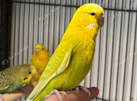 Stunning hen budgie