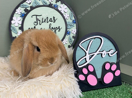 Mini Lop Babies - Ready for new homes 18.07.26