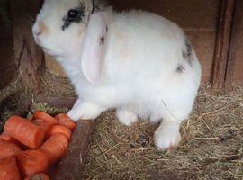 Rabbit looking for it's forever home