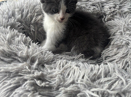 Beautiful kittens ready now