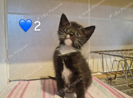 2 gorgeous pure tux boys looking for homes