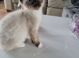 Beautiful ragdoll cross siamese kittens