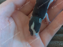 Baby dumbo rats