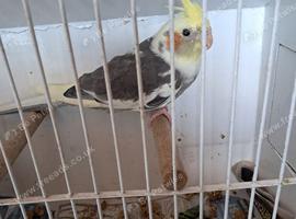 Baby Cockatiels