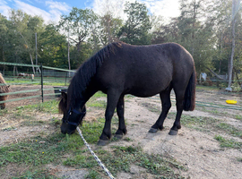 Superstar standard registered gelding
