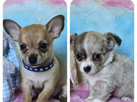 Long & short coat chihuahuas READY NOW