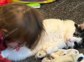2 male cats
