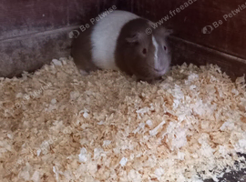 Male Guinea Pigs for sale
