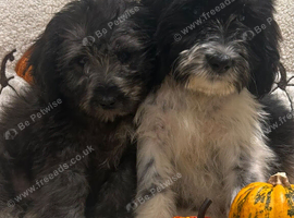 Beautiful Cockerpoo cross puppies