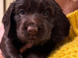 2 Chocolate Brown Girls Left &ndash; Ready 10th March