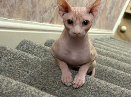 Male sphynx
