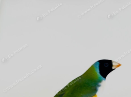 Gouldian finches