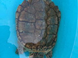 Common Snapping Turtle.