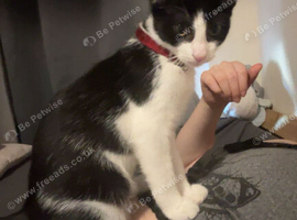 Tuxedo cat in need of a new home