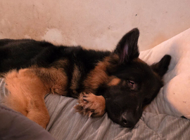 GERMAN SHEPHERD BOY LONG COAT