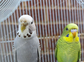 Two budgies black mutation