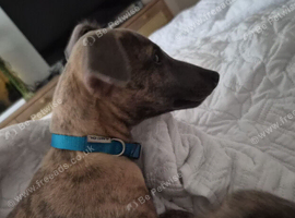 Toby