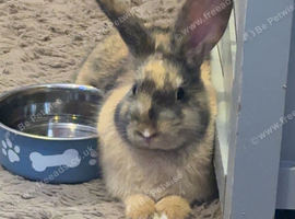 Our boy needs a new forever home