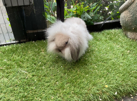 Seal point/frosty point mini lion lops