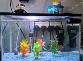 Small fish tank with goldfish