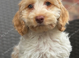 F1 cockapoo puppies