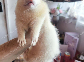 Beautiful albino ferrets