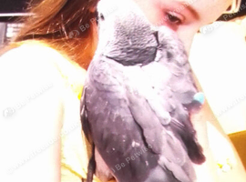 African grey parrots babies for sale