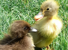 Indian runner cross cayuga ducklings