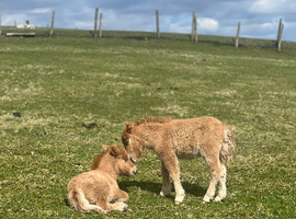 Miniature Shetland foals