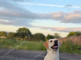 Gorgeous labradoodle puppies (75% lab)