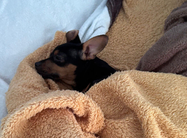 Miniature Dachshund X