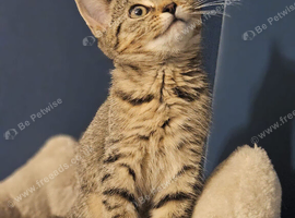 X2 beautiful kittens for rehome