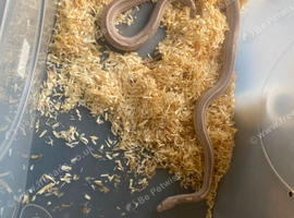 male and female