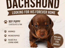 Dachshund pups