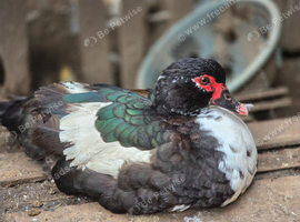 Muscovy ducks