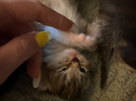 4 baby kittens