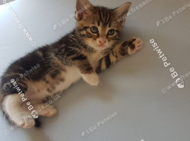 10‑week‑old tabby girl kitten &ndash; Ready to Leave .