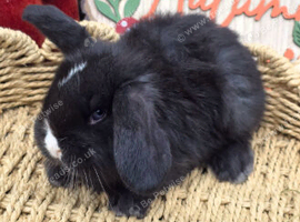 French Lop Babies for reserve