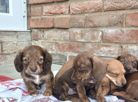 2 boys 2 girls miniature dachshunds