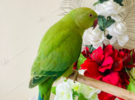 Untame Indian Ringneck 100&pound; only
