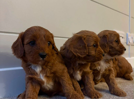 Beautiful Red F1 Cavapoo Puppies