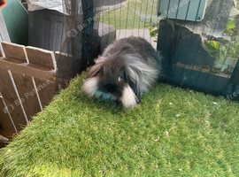 Seal point mini lion lop baby rabbit boy