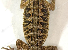 Baby citrus bearded dragons