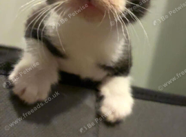 Kittens for sale