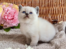 OUTSTANDING PURE BRED BSH TEDDY BEARS (READY 17TH OCTOBER)